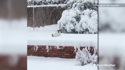 Small dog struggles while enjoying snow