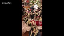 Large family of pugs dons Christmas sweaters for holiday photo with Santa