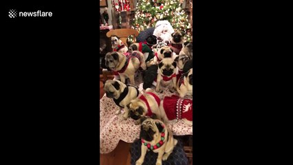Large family of pugs dons Christmas sweaters for holiday photo with Santa