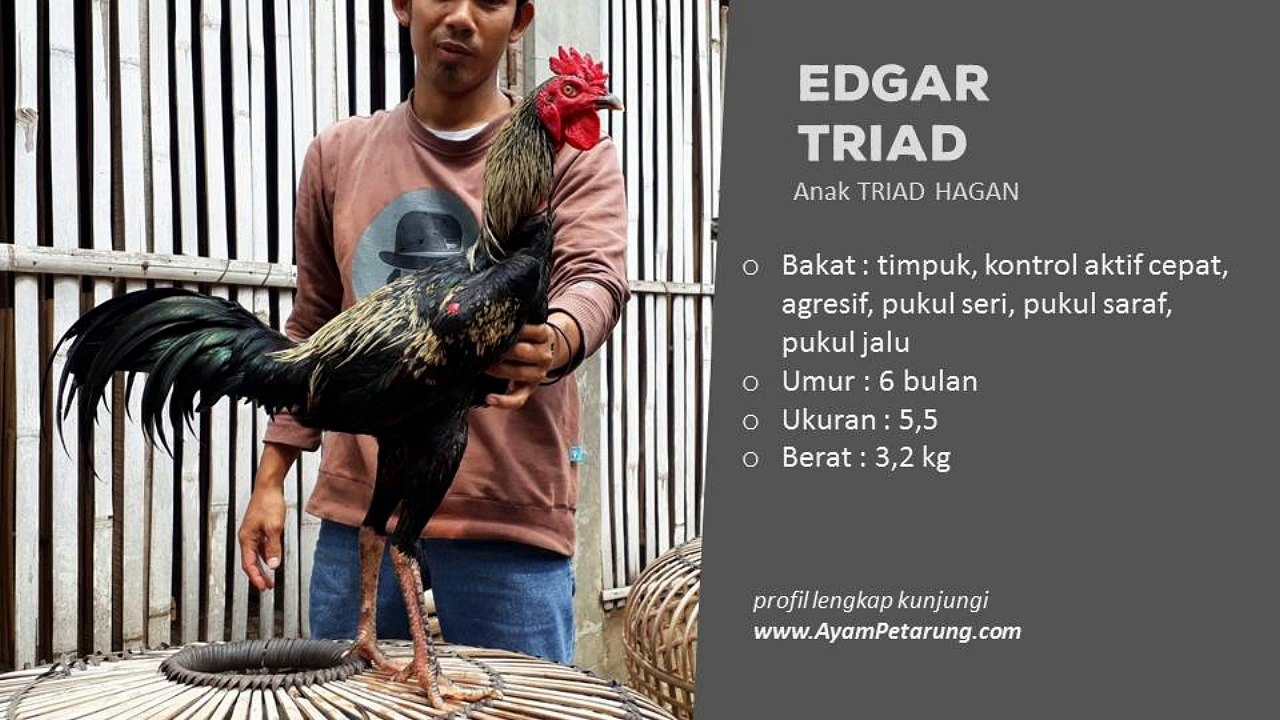 EVANDER BSMA vs EDGAR TRIAD