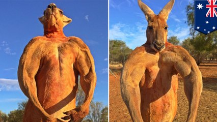 Roger the ripped kangaroo passes away aged 12