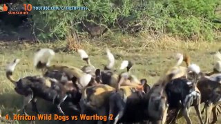 TOP 10 WILD DOGS VS ANIMALS : Wild Dogs vs Warthog, Crocodile, Buffalo, Leopard, ...