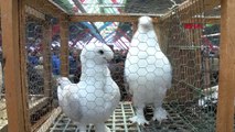 Bursa Asırlık Kuş Pazarı Binlerce Kuş Severi Bir Araya Getiriyor