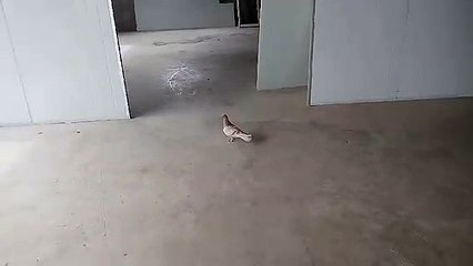 Pigeon with color strange - Chim bồ câu với màu lông lạ