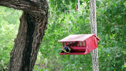 Bird eating on Birdhouse - Chim ăn thức ăn tại nhà nhỏ