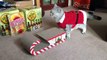 Cat in Santa outfit mounts Christmas sleigh