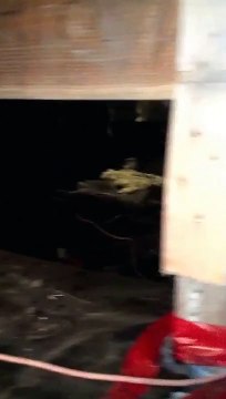 Rodent exterminator gets rid of House rat mice Mouse