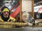Asırlık Kuş Pazarı Binlerce Kuş Severi Bir Araya Getiriyor