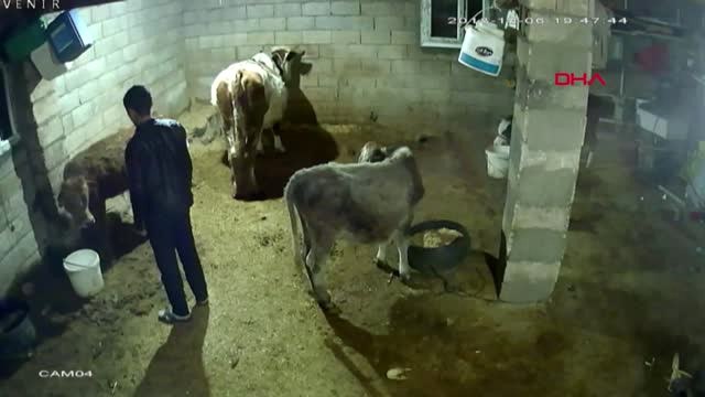Şanlıurfa'da Ahır Çöktü; 2 İnek Telef Oldu