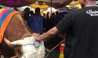 Kontes Ternak Sapi dan Kambing di Jember