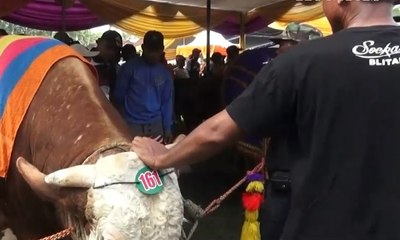 Download Video: Kontes Ternak Sapi dan Kambing di Jember