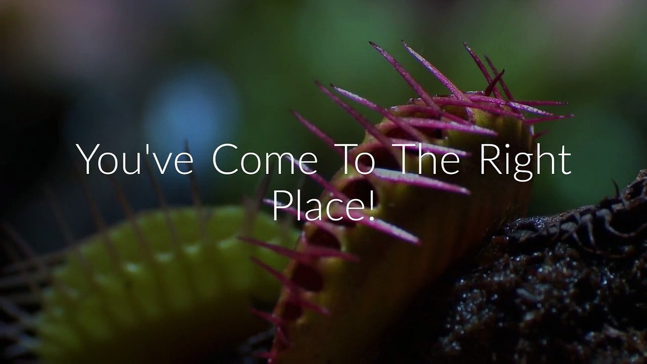 Professional Bee Removal Service in San Diego, CA