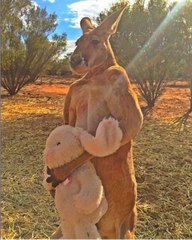 فيديو وصور: انتهاء أسطورة أشهر كنغر في العالم صاحب العضلات المفتولة 