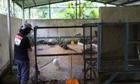 45 Ekor Burung Merak dan 11 Buaya Disita Petugas BKSDA Jawa Barat