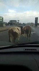 Lopët në magjistralen Pejë-Prishtinë