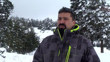 'Kafkas vaşağı Sarıkamış'ı sevdi' - KARS