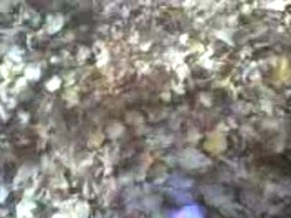 Walking Home (Fall)