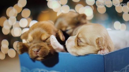 Name That Pooch! Most Popular Dog Names of 2018