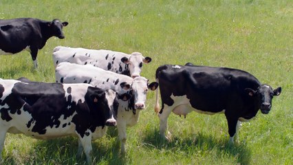 BA Qu'est-ce qu'on a encore fait au Bon Dieu ?