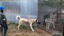 Turkish Kangal vs Wolf test