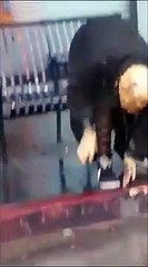 Une femme a la tête recouverte de beurre de cacahuètes dans la rue... WTF !