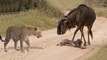 Mother Wildebeest Fail To Save Her Baby From Leopard - Poor Baby Wildebeest