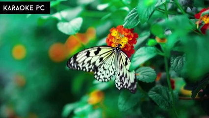 Karaoke Chẳng Bao Giờ Gần Được Nữa - An Nam