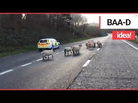 Hilarious Video Shows Flock of Sheep Being Hearded Along a Dual Carriageway | SWNS TV
