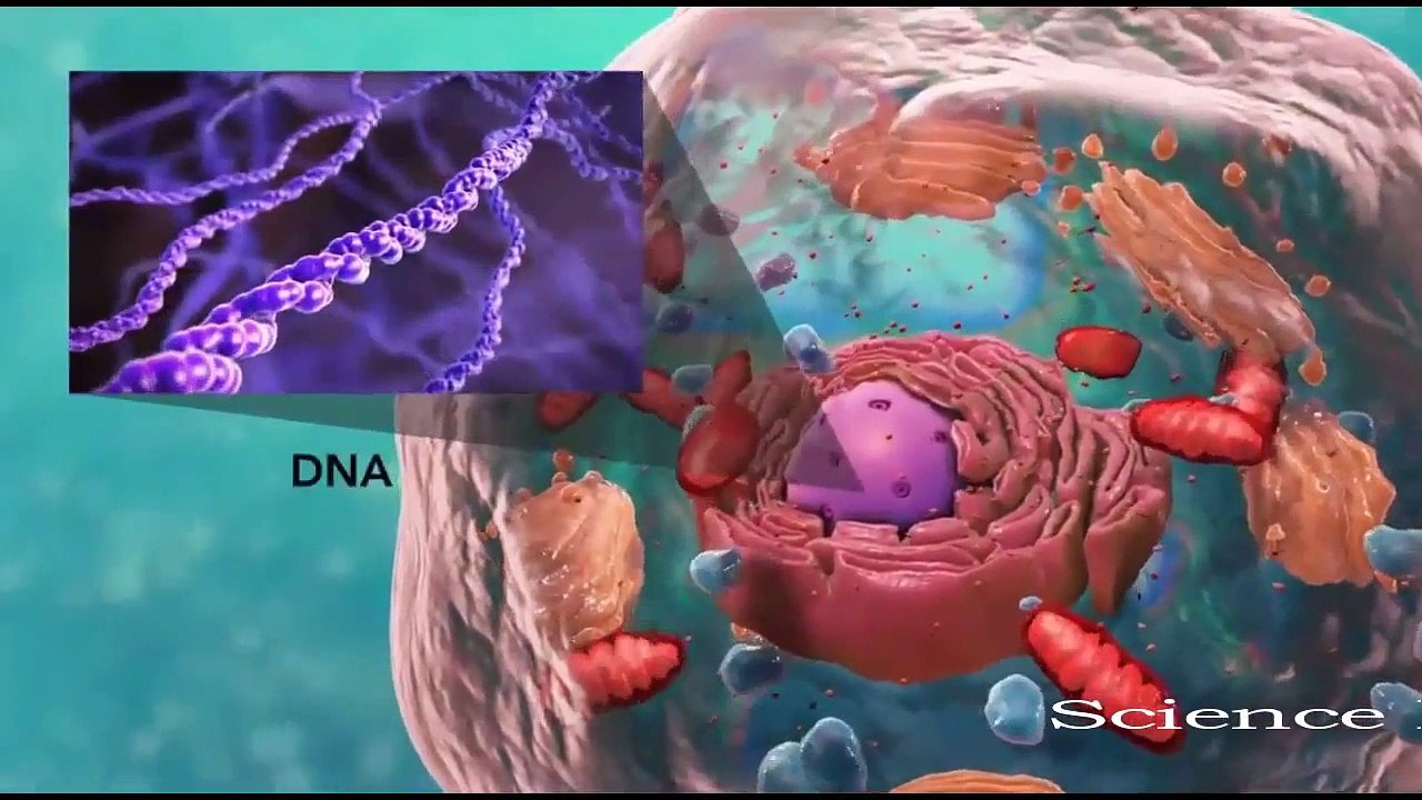 Basic Cell Structure Of Plant And Animal