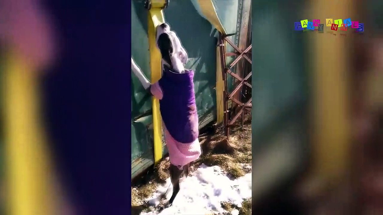 Приколы про собак. Собачья ссора.