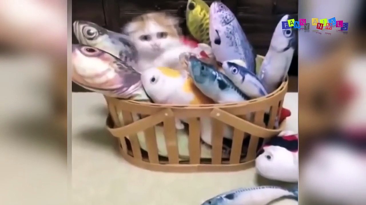 Просто приколы с котанами. Нарезка #10.