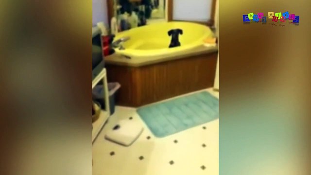 Смешное видео про собак и кошек. Хочу купаться.