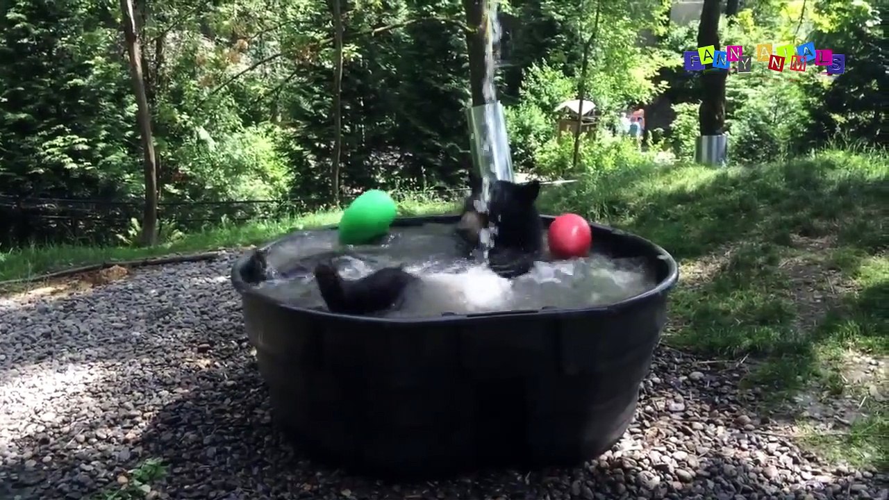 Разные приколы с разными животными. Танец, но не живота.