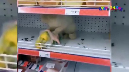 Разные приколы с разными животными. Кот на витрине.