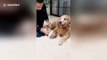 Protective golden retriever prevents puppy from being scolded by owner