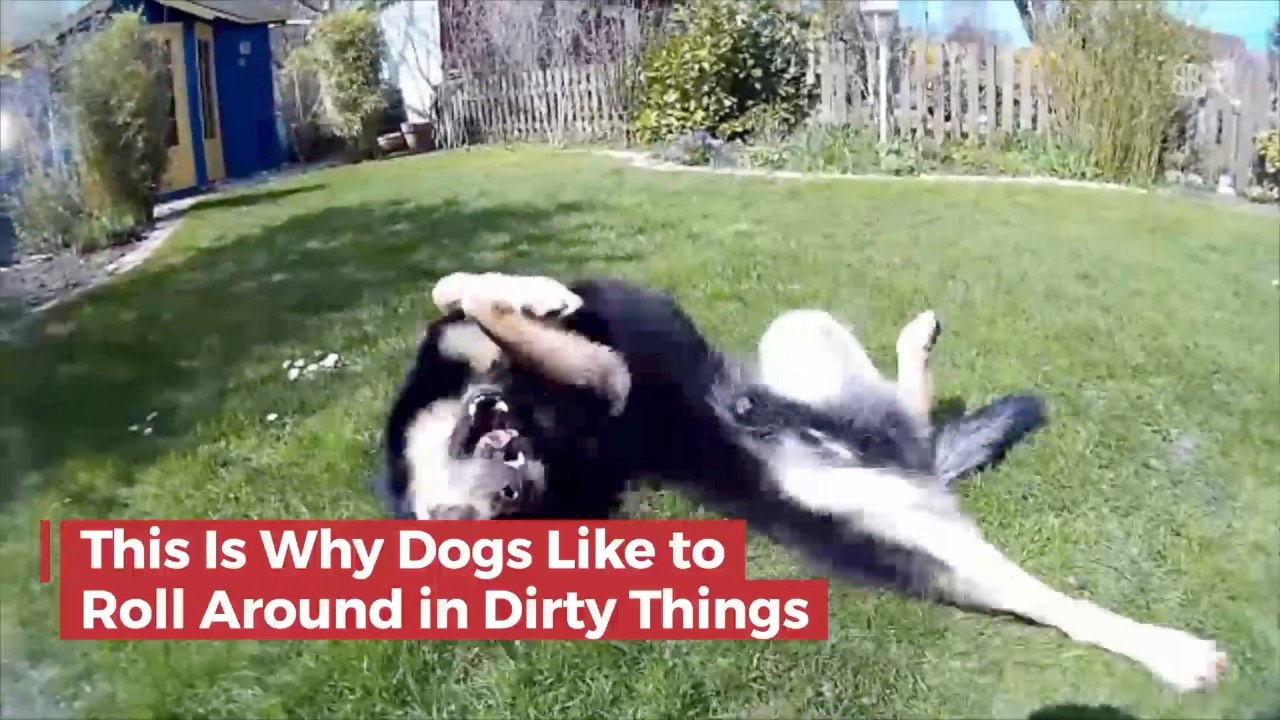 Why Dogs Like To Roll In Stuff video Dailymotion