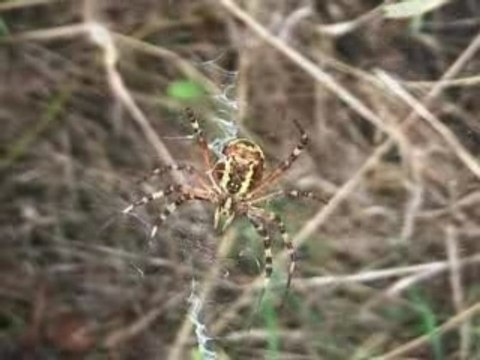 De l'Ethique à l'Ethologie