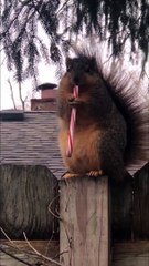 Squirrel Buddy Loves Snacks