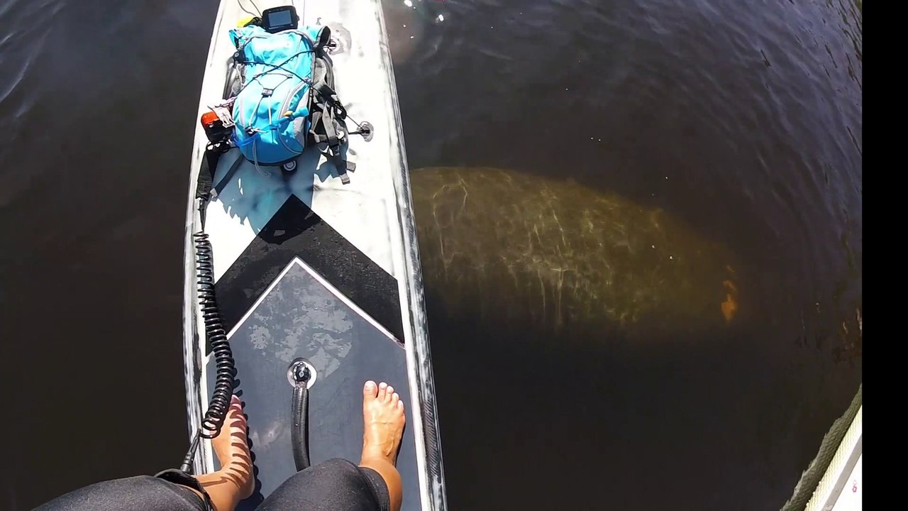 Friendly Manatee Visits Paddle Boarders