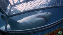 Un énorme requin blanc s'en prend à une cage de plongée. Fou