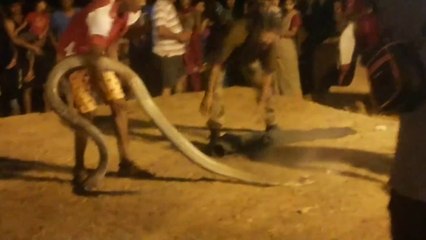 Il fait le show avec un cobra royal géant... Même pas peur