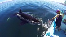 Une orque sauvage pas si sauvage