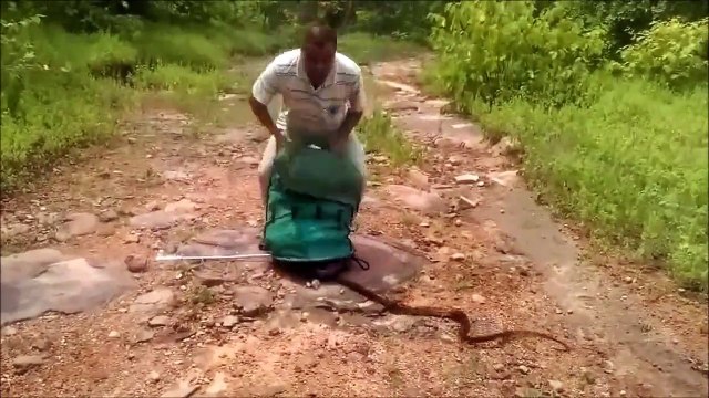 Il libère des centaines de serpents et c'est un peu flippant