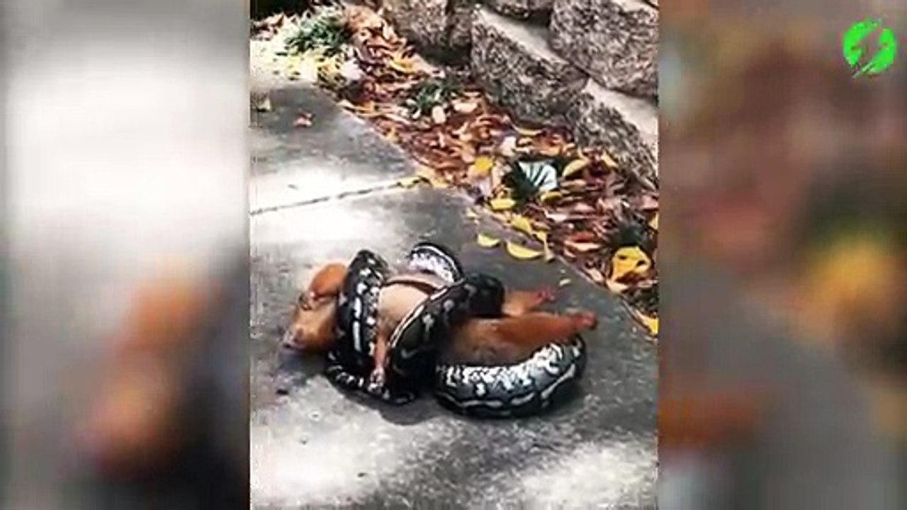 Un pauvre opossum capturé par un serpent...