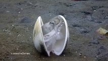 Un poulpe vient se cacher dans une coquille vide