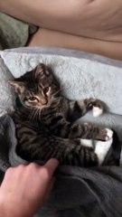 Ce chat ne peut pas dormir sans son doudou