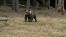 Los osos siembran el pánico en el norte de Rumanía