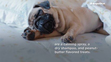 This Company Is Using CBD to Improve Your Dog's Life