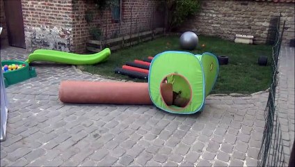 Elevage de Berges Belges LA CKALIKSOU Nichée 2017  1 mois1/2