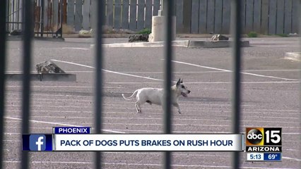 Group of dogs dodge cars, stop traffic on Interstate 17